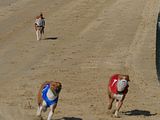 Golden Rabbit European Sandtrack-Derby Th. Ernst (178)